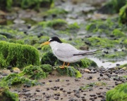 6s3a7627leasttern