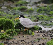 6s3a7628leasttern