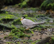 6s3a7635leasttern