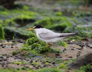 6s3a7646leasttern