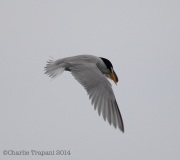 6s3a7671leasttern