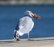 6s3a8440gullwithstarfish_1