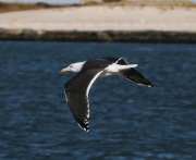 6s3a8469greaterblack-backedgull