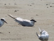6s3a9132gull-billedtern