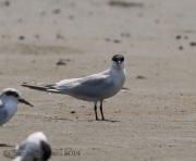 6s3a9138gull-billedtern