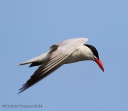 6s3a9378caspiantern