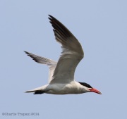 6s3a9381caspiantern