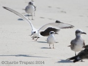 img_4714forsterstern