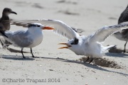 img_4718caspianterns
