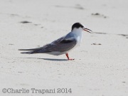 img_4726common_tern