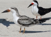 img_5935blackskimmer