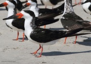 img_5939blackskimmer