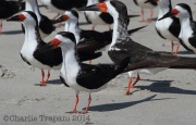 img_5940blackskimmers