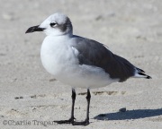 img_5975laughinggull
