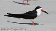 img_5981blackskimmer