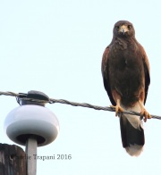 0J6A3503Harris's_Hawk