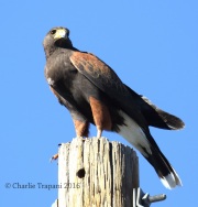 0J6A9839Harris's_Hawk