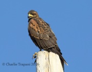 6S3A0411Immature_Harris's_Hawk