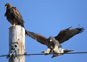 6S3A0498Immature_Harris's_Hawk