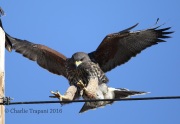 6S3A0498Immature_Harris's_Hawk_1
