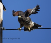 6S3A0503Immature_Harris's_Hawk