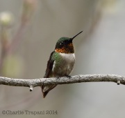 6s3a0703ruby-throatedhummingbird