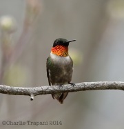 6s3a0710ruby-throatedhummingbird
