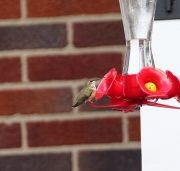 6s3a1117rufoushummingbird_2