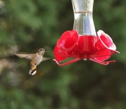 6s3a1138rufoushummingbird