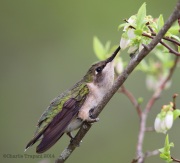 6s3a1788ruby-throatedhummingbird