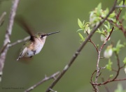 6s3a1795ruby-throatedhummingbird