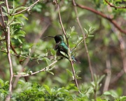 6s3a8230ruby-throatedhummingbird