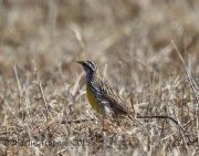 6S3A4822Eastern_Meadowlark