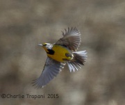6S3A4825Eastern_Meadowlark