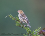 6S3A9585Female_Fall_Bobolink