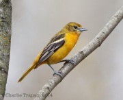 6s3a0694baltimoreoriole