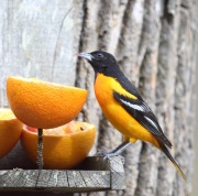 6s3a0723baltimoreoriole