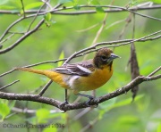 6s3a1023baltimoreorioleps