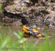 6s3a1279baltimoreoriole