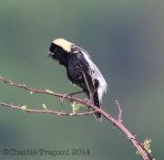 6s3a1438bobolink
