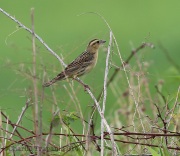 6s3a1484femalebobolink