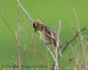 6s3a1511femalebobolink