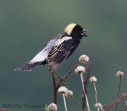 6s3a1515bobolink