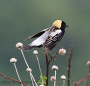 6s3a1522bobolink