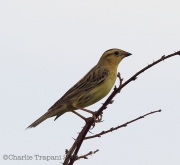 6s3a1544femalebobolink