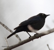 6s3a1597rustyblackbird