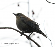 6s3a1851rustyblackbird