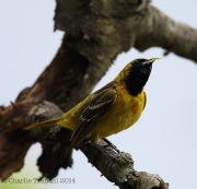 6s3a2306orchardoriole