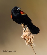 6s3a3137red-wingedblackbird-copy
