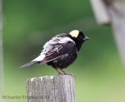 6s3a4110bobolink